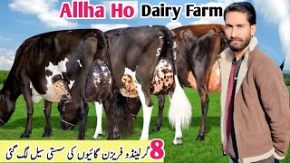 Top Class Australian Friesian Cows  Jersey Cross Cows  Hf Cows  Pk Janwar Mandi  9 December 2024 [upl. by Peckham]