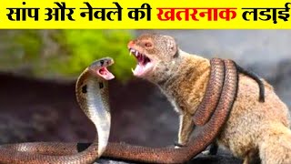 नेवले और सांप की लड़ाई में कौन जीतेगा। snake vs mongoose real fight [upl. by Aitel]