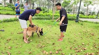 Belgian Malinois Training Protection Owner  Basics Obedience  Basics Command  K9 Dog [upl. by Malvia458]