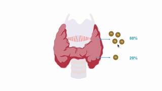 Understanding thryroid hormone production [upl. by Comptom]