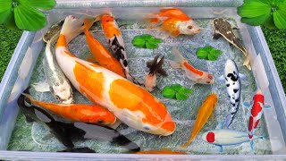 Unboxing Ikan Cupang Ikan Koki ikan lele Glofish Ikan Hias ikan Guppy ikan Channa Kura kura [upl. by Luapsemaj]