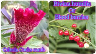 Rivina humilis or blood berry  Celosia cocks comb plants care  Grow green 445 [upl. by Redd]