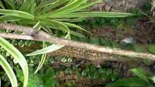 Anolis mmarmoratus in terrarium [upl. by Las525]