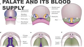 Development of Palate and Its Blood Supply I Oral Pathology I Dental Guide I Dr Bimal Chand I [upl. by Conlan]