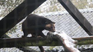 Sumatran Masked Palm Civet  Hamerton Zoo Park 2024 [upl. by Setarcos221]