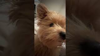 😂😂 dog puppy pomapoo funnyvideo [upl. by Harty]