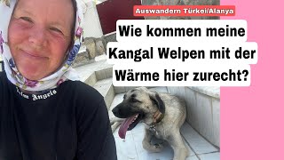 Wie kommen meine Kangal Hunde mit der wahnsinnigen Hitze hier zurecht Türkei 20 Juli 2024 [upl. by Nolrac]