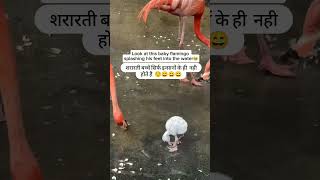 Shrarti bacche sirf insanon Ke Nahin Hote shortvideo funny viralvideo youtubeshorts india [upl. by Eselrahc266]