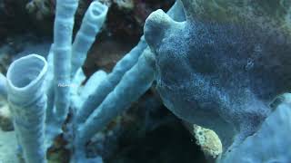 Frogfish on tube sponges  Marine Creature  Pokohgraphy [upl. by Kelsey]