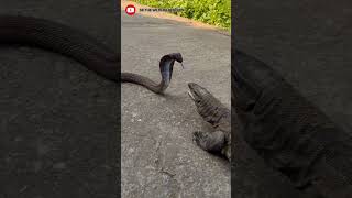 Monitor lizard vs cobra fight PART1 viralshortshortanimalfightdangerytshortsuttarakhand [upl. by Mary]