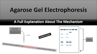 Agarose Gel Electrophoresis تطبيق عملي [upl. by Ynneh666]