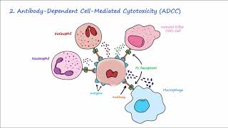 Type II Hypersensitivity  Mechanisms Described Concisely [upl. by Odelia]