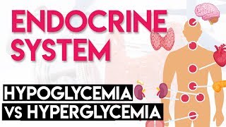 Hypoglycemia vs Hyperglycemia  Endocrine System Part 3 [upl. by Moorefield]