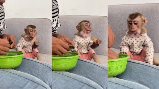 Monkey Bryan eats fruits looks yummy  cute monkey animals eating [upl. by Assirroc]