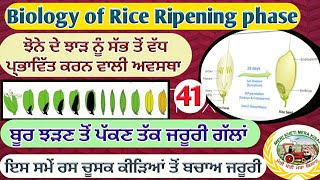 Rice Biology Ripening phase ਦੋਧੇ ਤੋਂ ਪੱਕਣ ਤੱਕ ਦੀ ਅਵਸਥਾ Shergill Markhai [upl. by Beffrey]