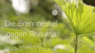 Brennnessel gegen Rheuma  ViriditasHeilpflanzenvideo [upl. by Ettezil]