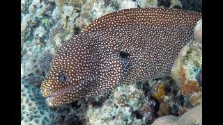 MORAY eel and sea snake ثعابين موراي मोरे ईल belut Sulawesi menyerang 攻撃 [upl. by Ahsinehs]