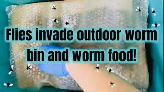 Fly invasion in worm bin and worm food [upl. by Ahsiemat]