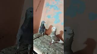 pigeon pigeon shortvideos kabutr youtubeshorts [upl. by Lougheed]