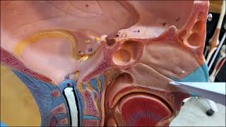 Nasal cavity Anatomy Lab [upl. by Simmie]