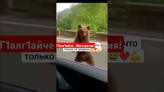 Медведь Годзилла automobile nature travel юморпесня coversong trending trendingshorts love [upl. by Oah]