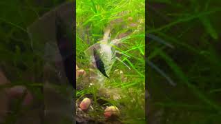 Amano molt for dinner shrimp amano green jade neocaridina fish tank aquarium youtubeshorts [upl. by Aivataj302]