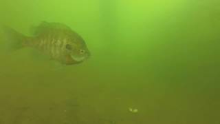 Hartwell Lake Fishing Pier Sadlers Creek State Park [upl. by Ongineb]