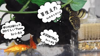 完全水棲の蛇！？オオミズヘビの飼育環境を紹介！！ [upl. by Jansson]