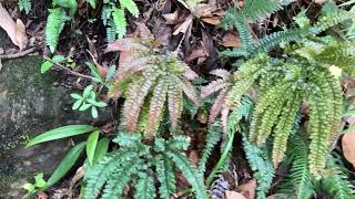 Лес Дождя Орхидея Розовый Гиацинт Australian Rainforest Dipodium roseum [upl. by Bechler]