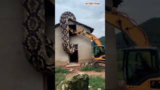 Saving a giant python animals python mrwildtracks [upl. by Mady]