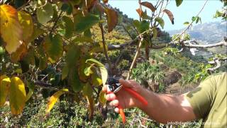 Control Cosecha Mediante Poda Chirimoya Cherimoya Chirimoyo Cherimoyo [upl. by Vincelette288]