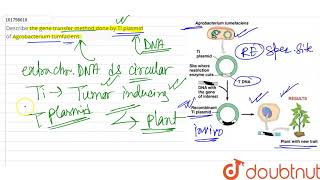 Describe the gene transfer method done by Ti plasmid of Agrobacterium tumfaciens  12  BIOTEC [upl. by Cand837]