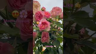 Pink roses 2024 rose reels asmr pink [upl. by Luhey]