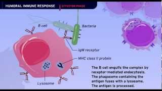 The Humoral Immune Response [upl. by Ardeahp]