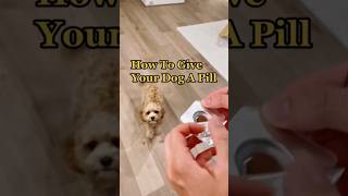 how to give your dog a pill dogtips [upl. by Brindell]