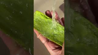 Viral instant Glowing Face Pack  Aloe Vera for Glowing Skin shorts aloevera [upl. by Iadrahs]