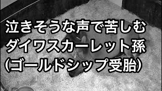 ゴールドシップ仔出産間近で泣きそうな声で苦しむダイワスカーレット孫スカーレットテイル [upl. by Aened]