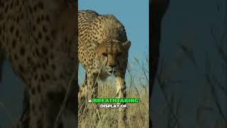 Cheetah The Speed Champion of the African Savanna [upl. by Ialocin]