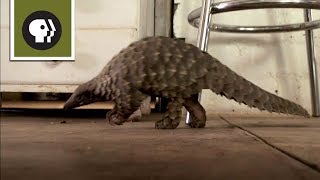 Abused Baby Pangolin Gets a New Home [upl. by Ettelrahc686]