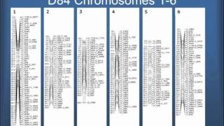 SNPBased Genetic Linkage Maps for Potato 4 of 6 [upl. by Lamej]