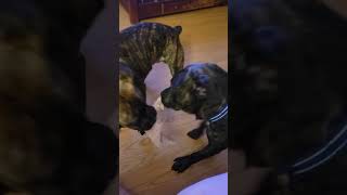 silly puppy puppies gooddog dog play toy brothers bulloxer bullboxer sillyboy cute [upl. by Anyah320]