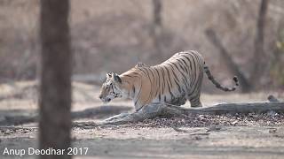 Pench MP Collarwali [upl. by Ly930]