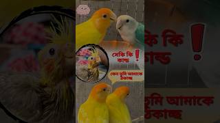 Love Birds Jora Vange Jabar Drishyo Tutukir Shundor Growther Golpo [upl. by Nomaid]