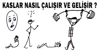 KASLAR NASIL Ã‡ALIÅIR VE GELÄ°ÅÄ°R   Bilim Terk [upl. by Notaes]