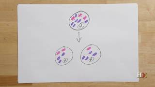 How mitochondrial diseases are inherited [upl. by Eidua987]