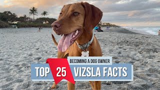 Everything You Need to Know About Vizslas [upl. by Linc]