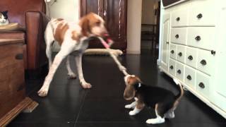 Cute Beagle Puppy Really Wants Her Toy [upl. by Shepley]