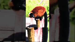 alone meerkats wild  discovery animals in Africa  shorts meerkat viral trendingshorts trend [upl. by Enal225]