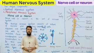 nerve cell or neuron  structure and function of neuron  class 10 [upl. by Ahsienot]