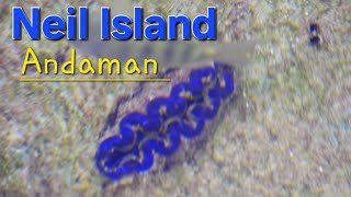 Maxima Clam fauna changes colour when touchedNeil Island Andaman ExplorerentertainerTia1176 [upl. by Yhtorod]